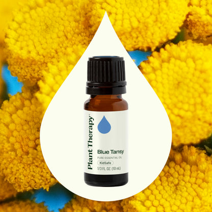 Blue Tansy Essential Oil 100% Pure – Plant Therapy 10 mL (Therapeutic Grade)