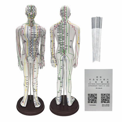 Body Acupuncture Model 20.5 Inches – English Points, Meridians Doll, High-Definition Acupoints for Student Practice