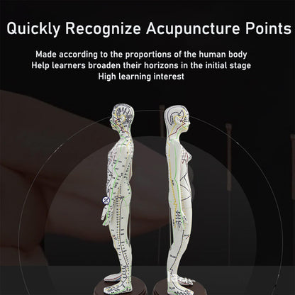 Body Acupuncture Model 20.5 Inches – English Points, Meridians Doll, High-Definition Acupoints for Student Practice
