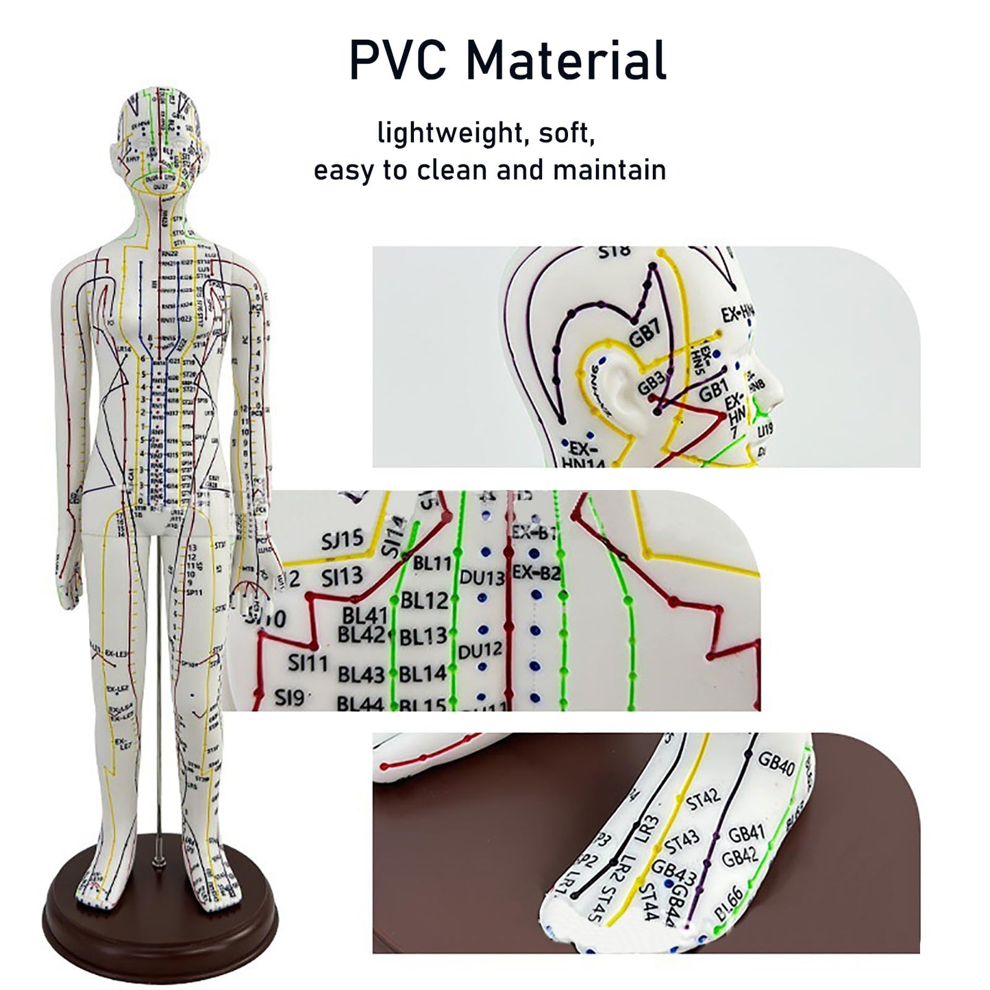 Body Acupuncture Model 20.5 Inches – English Points, Meridians Doll, High-Definition Acupoints for Student Practice