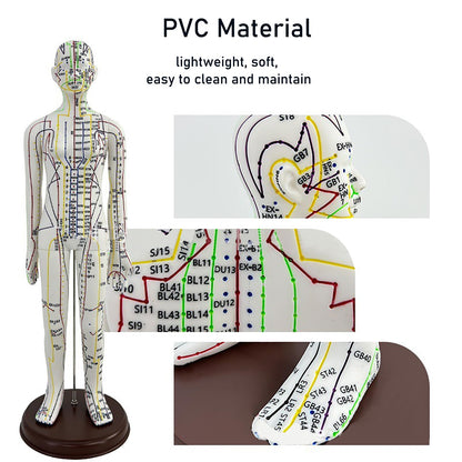 Body Acupuncture Model 20.5 Inches – English Points, Meridians Doll, High-Definition Acupoints for Student Practice