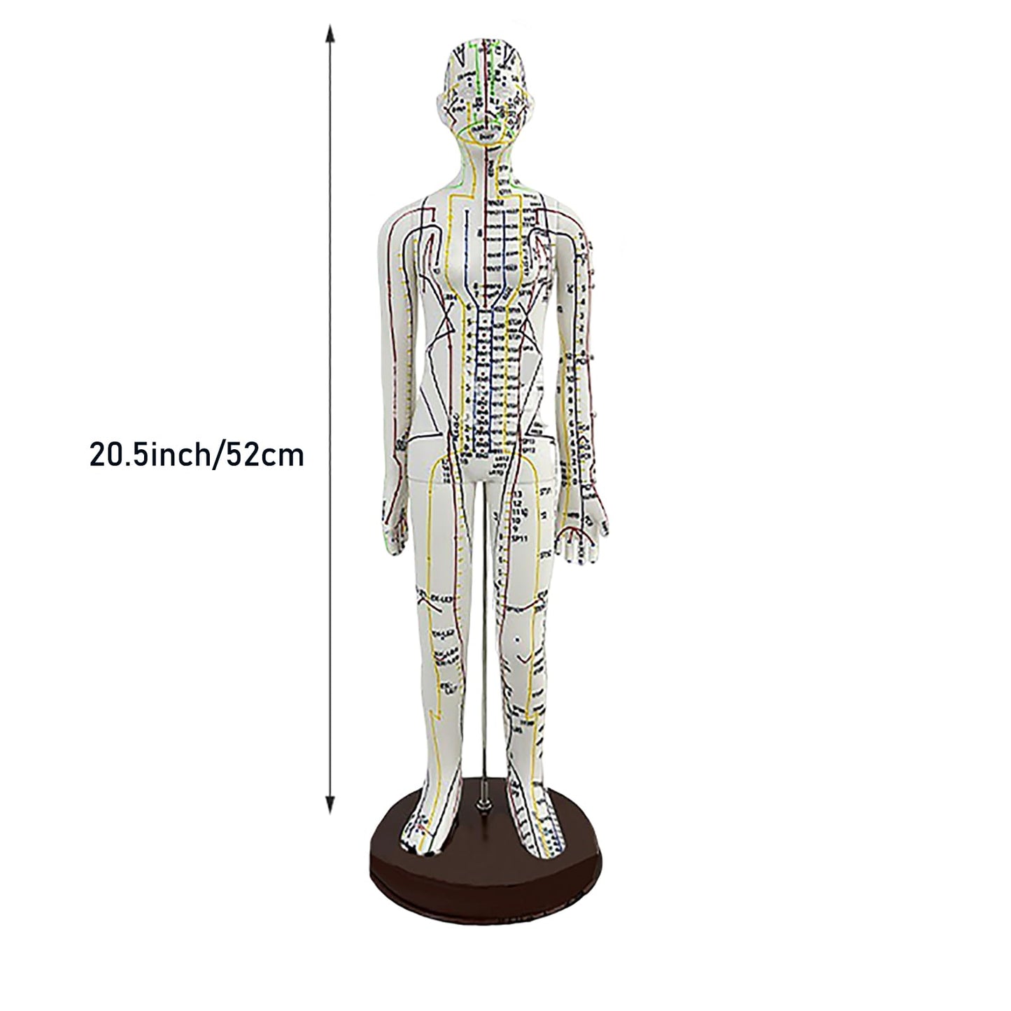 Body Acupuncture Model 20.5 Inches – English Points, Meridians Doll, High-Definition Acupoints for Student Practice