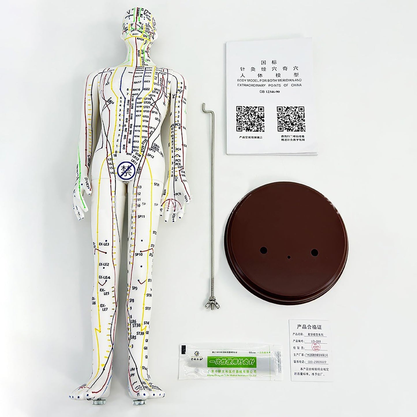 Body Acupuncture Model 20.5 Inches – English Points, Meridians Doll, High-Definition Acupoints for Student Practice