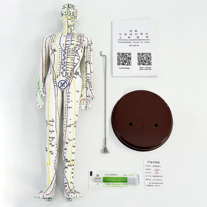 Body Acupuncture Model 20.5 Inches – English Points, Meridians Doll, High-Definition Acupoints for Student Practice