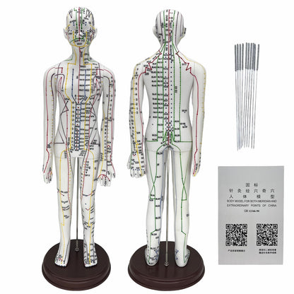 Body Acupuncture Model 20.5in – English Points & Meridians (Female)