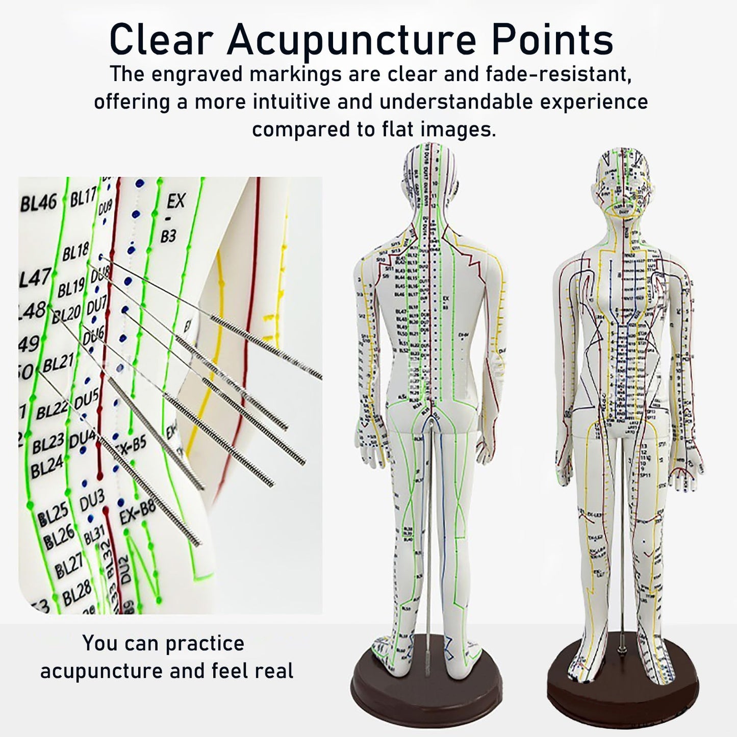 Body Acupuncture Model 20.5in – English Points & Meridians (Female)