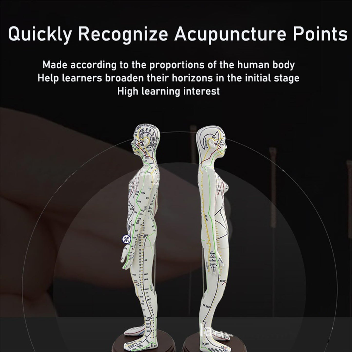 Body Acupuncture Model 20.5in – English Points & Meridians (Female)
