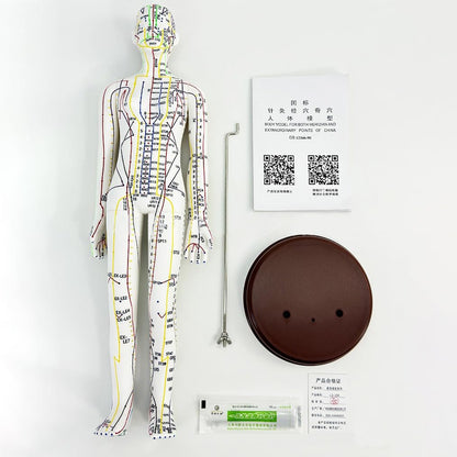 Body Acupuncture Model 20.5in – English Points & Meridians (Female)