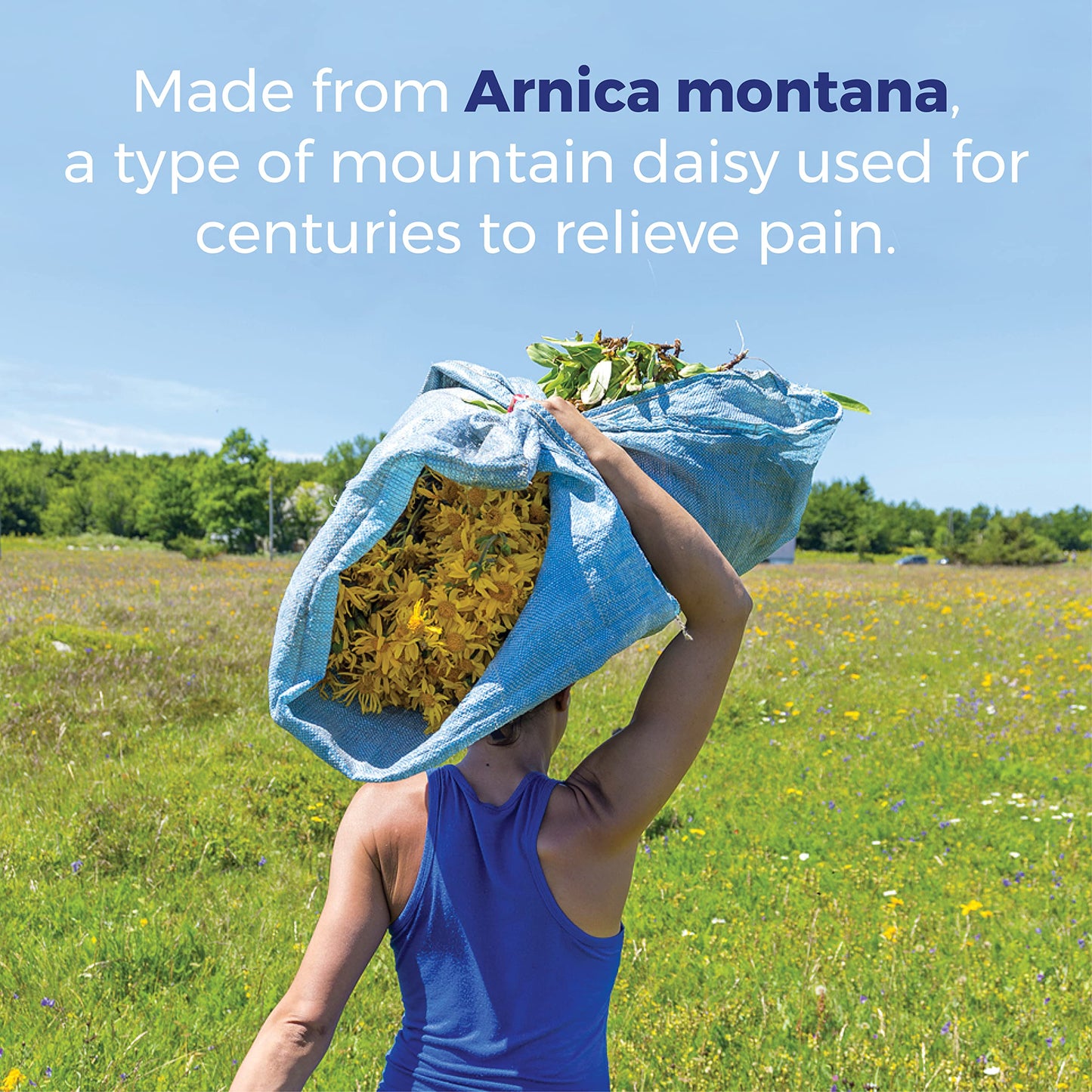 Boiron Arnica Montana 30X Homeopathic Pain Relief – Muscle Pain, Stiffness & Bruising (3 Count, 240 Pellets)