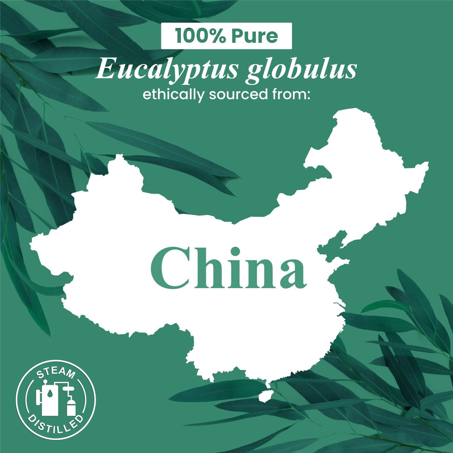 Handcraft Blends Eucalyptus Essential Oil - 4 Fl Oz - Pure & Natural