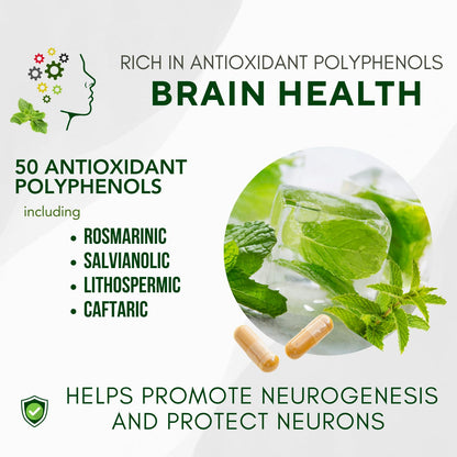 Bricker Labs Brain Aid Memory Matters – Nootropic Brain Supplement with Neumentix Spearmint Extract, 90 Capsules