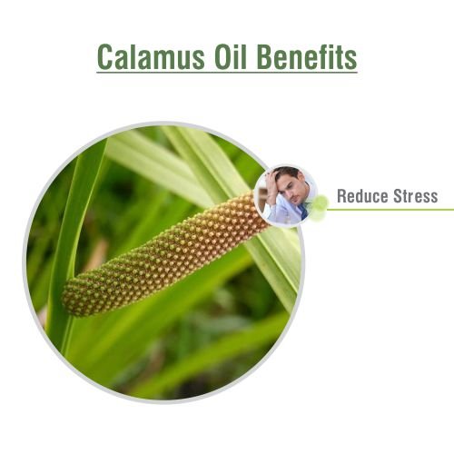 Calamus Oil (Acorus Calamus) Essential Oil – Salvia Amber Bottle 15ML | Pure Cold-Pressed
