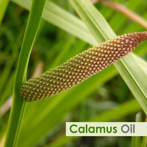 Calamus Oil (Acorus Calamus) Essential Oil – Salvia Amber Bottle 15ML | Pure Cold-Pressed