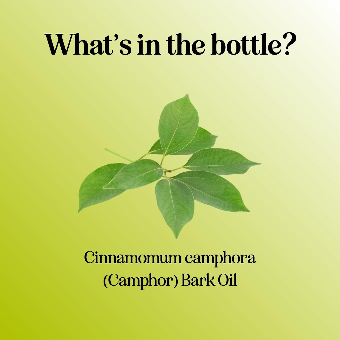 Pure Camphor Essential Oil 4 oz – 100% Pure for Aromatherapy & DIY
