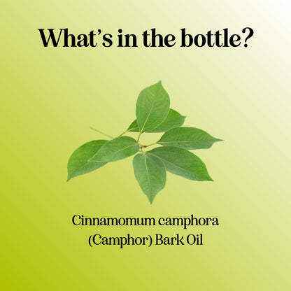 Pure Camphor Essential Oil 4 oz – 100% Pure for Aromatherapy & DIY
