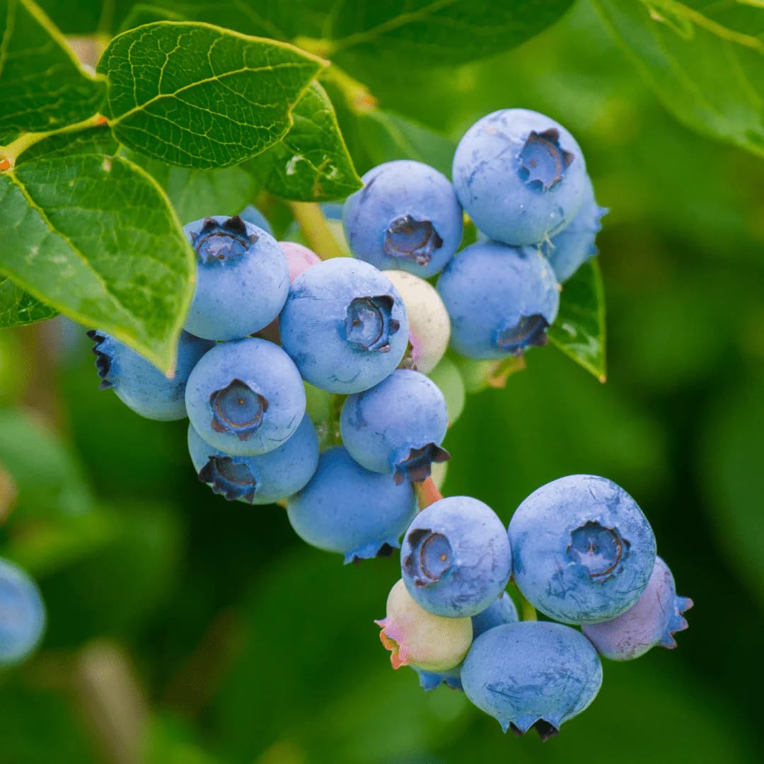 Eclectic Herb Bilberry Capsules | Vision Health & Cardiovascular Support | Vegan, Non-GMO
