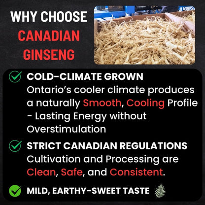 Canadian Vita Ginseng Root Powder Capsules 500mg – Focus & Energy