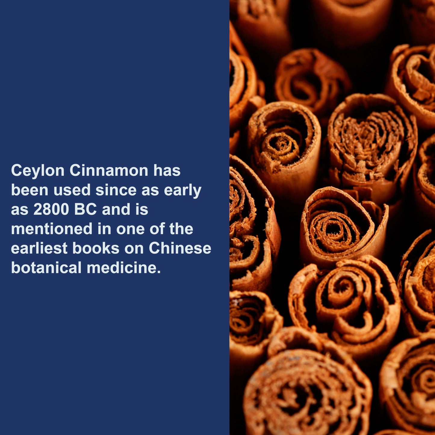 Carlson Ceylon Cinnamon Capsules - 500 mg, 180 ct | True Cinnamon Extract
