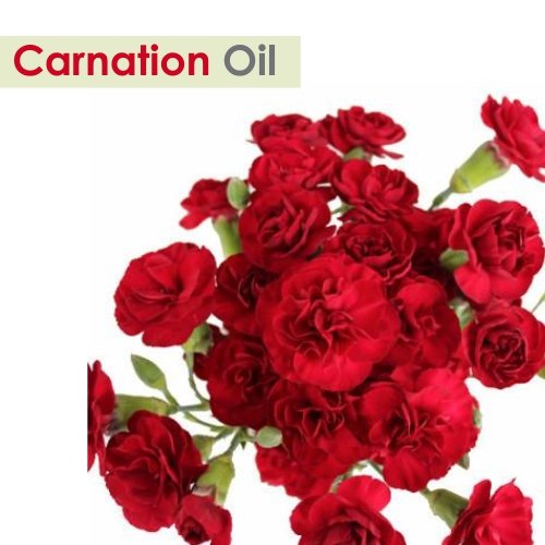 Carnation Essential Oil (Dianthus Caryophyllus) – Salvia Amber Bottle 30ML