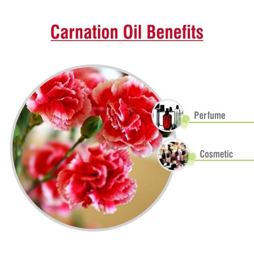 Carnation Essential Oil (Dianthus Caryophyllus) – Salvia Amber Bottle 30ML