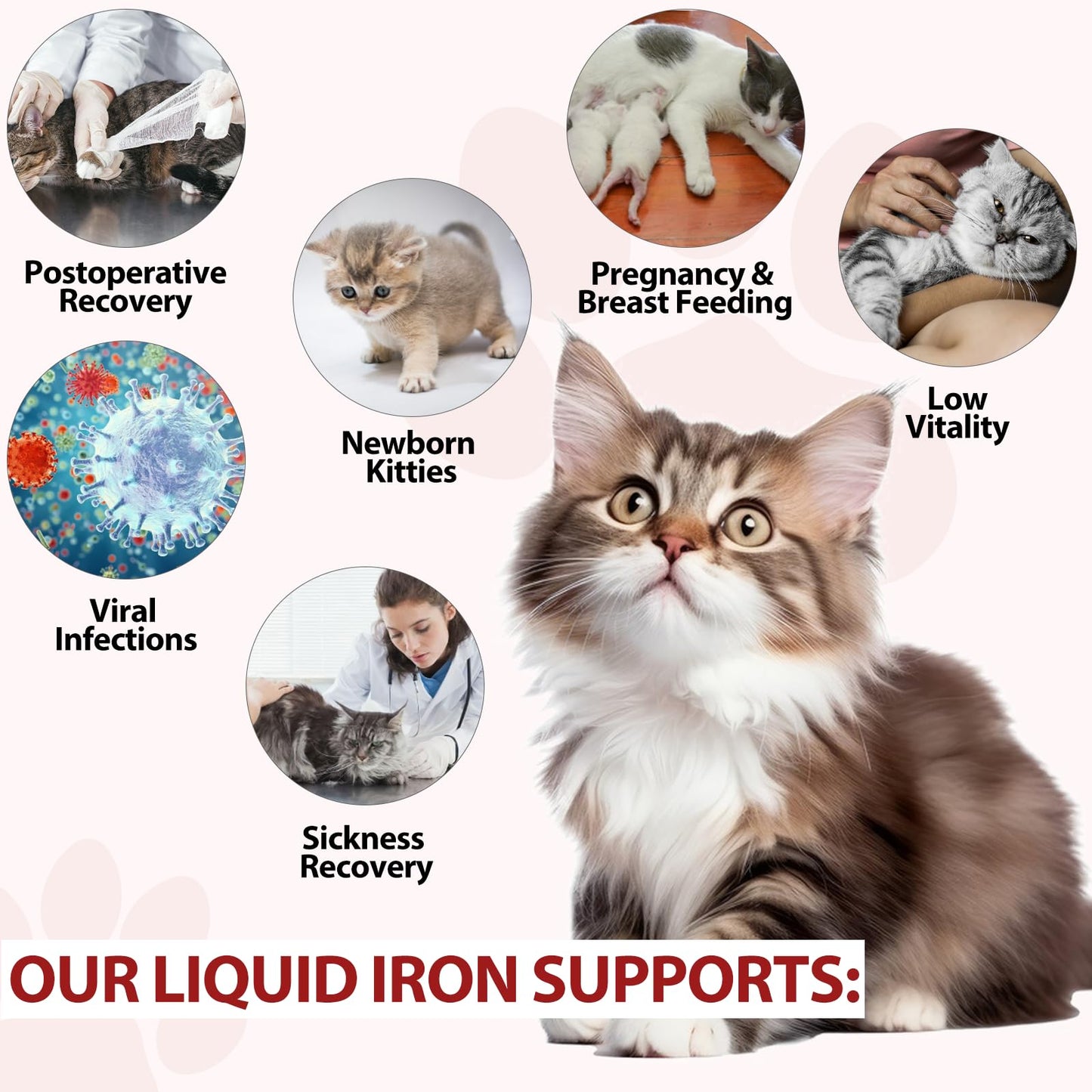 Iron Supplements for Cats - 60ML Liquid Iron with Folate and B12 | Supports Anemia, Energy Levels, and Blood Health