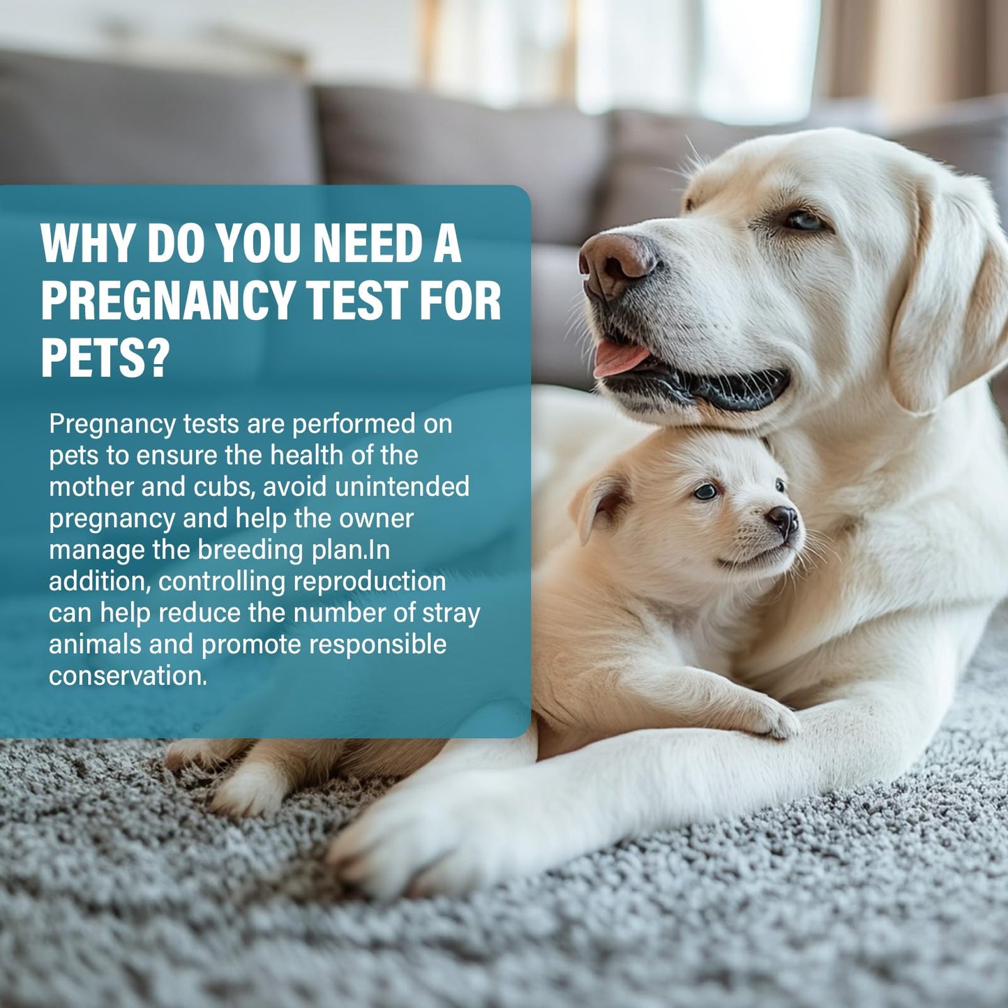at-Home Dog Pregnancy Test Kit | 15-Minute Accurate Results | Easy Pregnancy Test Strips for Dogs & Cats | Safe Early Detection