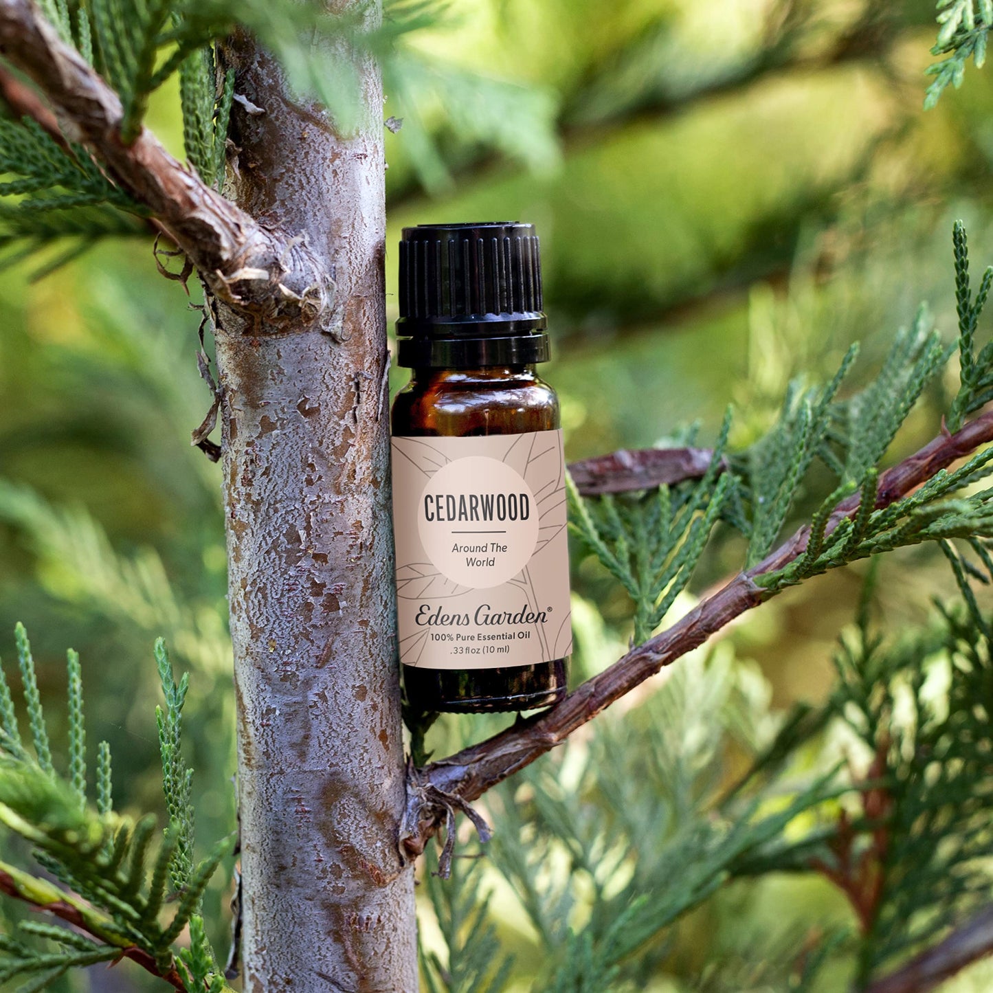 Edens Garden Cedarwood Around The World Essential Oil – 30 ml, 100% Pure & Premium