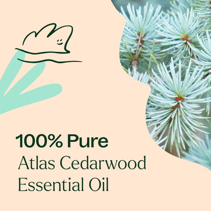 Plant Therapy Atlas Cedarwood Essential Oil 30 mL (1 oz) - 100% Pure & Therapeutic Grade