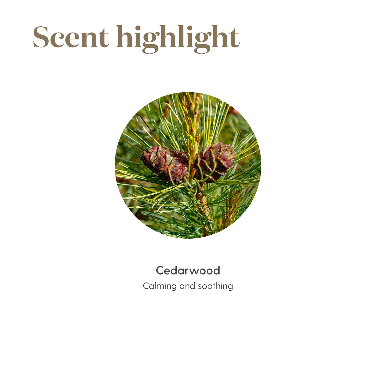 Cedarwood Essential Oil 15ml – Calming, Nourishing for Skin, Hair & Scalp | Young Living