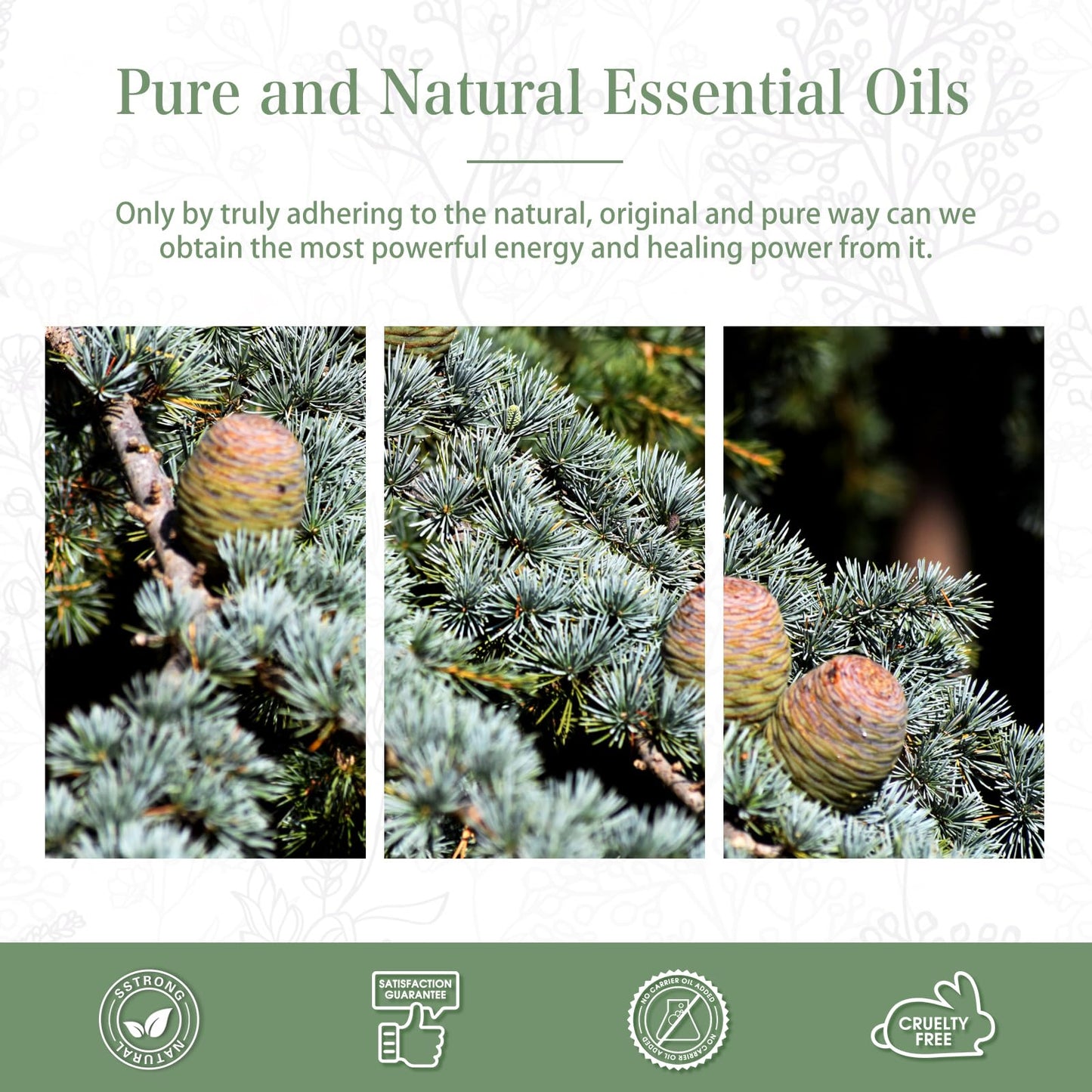 Cedarwood Essential Oil 30ml | PHATOIL Pure Essential Oil Singles for Aromatherapy, Diffusers & DIY Crafts