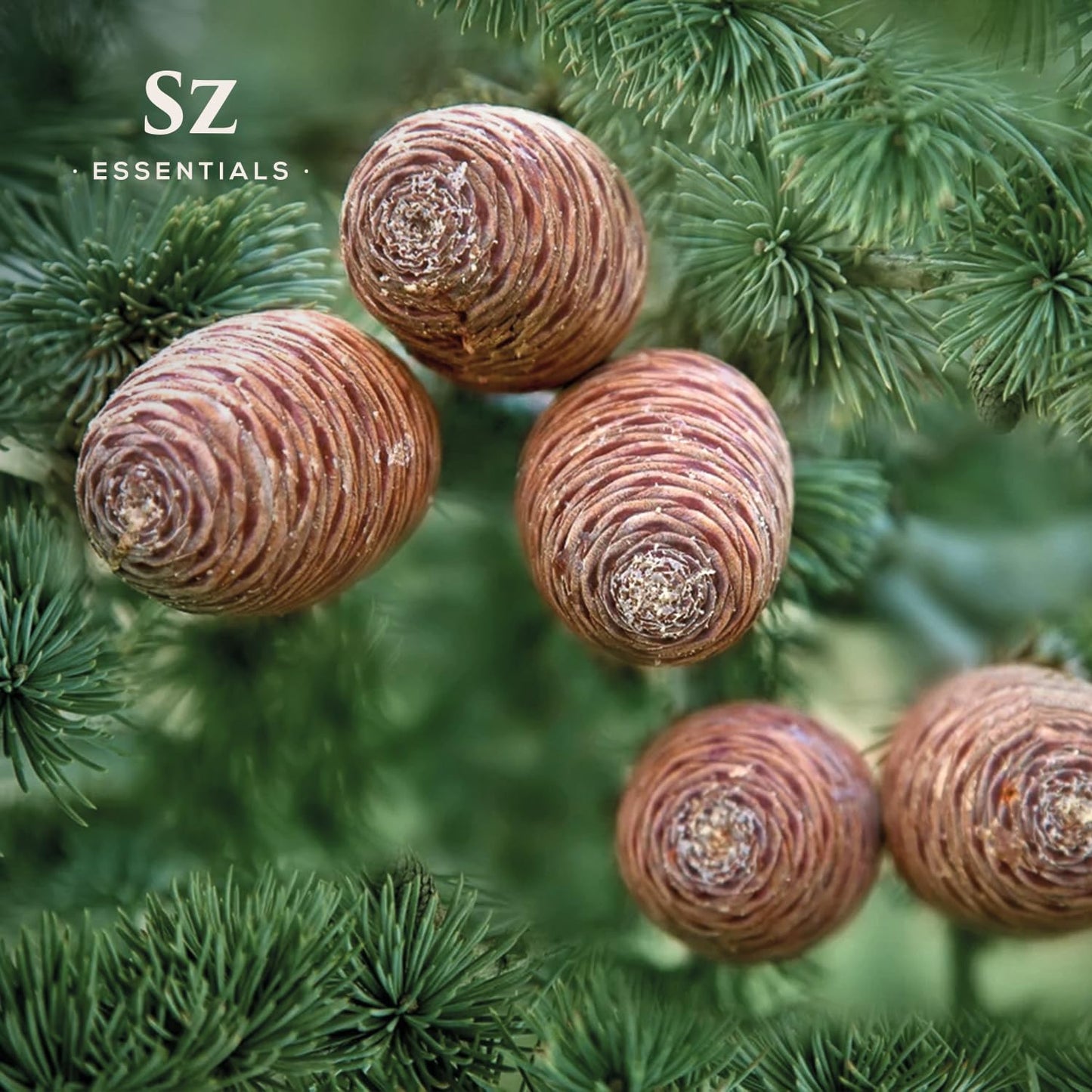 Sz Essentials - Cedarwood Essential Oil (Cedrus atlantica) – Therapeutic Grade, 100% Pure & Natural, 5ml (0.17 fl oz)