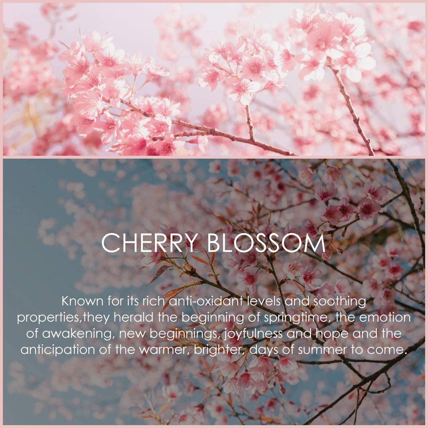 Cherry Blossom Essential Oil 120ml (4 Fl Oz) | SALKING Pure & Natural Fragrance Oils for Diffuser, Soap, Candle Making, Perfume