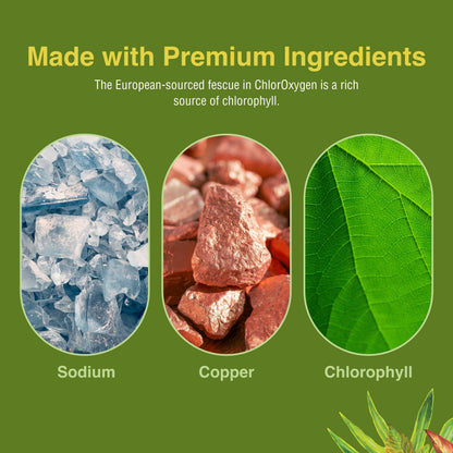 ChlorOxygen Chlorophyll Concentrate by Herbs Etc. – Energy & Blood Health (1 fl oz)
