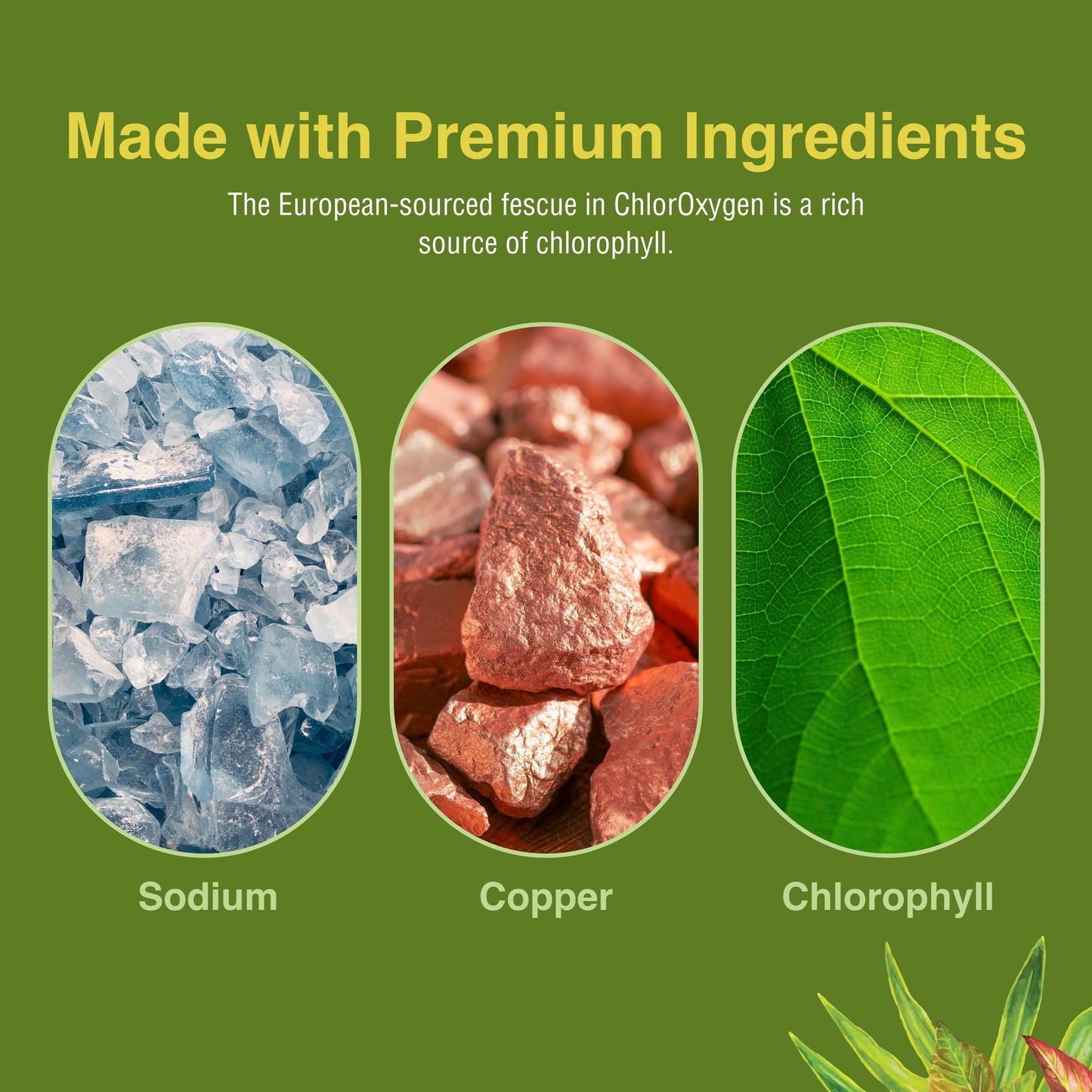 Herbs Etc. ChlorOxygen Chlorophyll Concentrate – Blood Circulation & Energy Support (60 Softgels)
