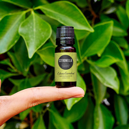 Edens Garden Citronella Essential Oil – 100% Pure Premium Grade, Undiluted, 10 ml