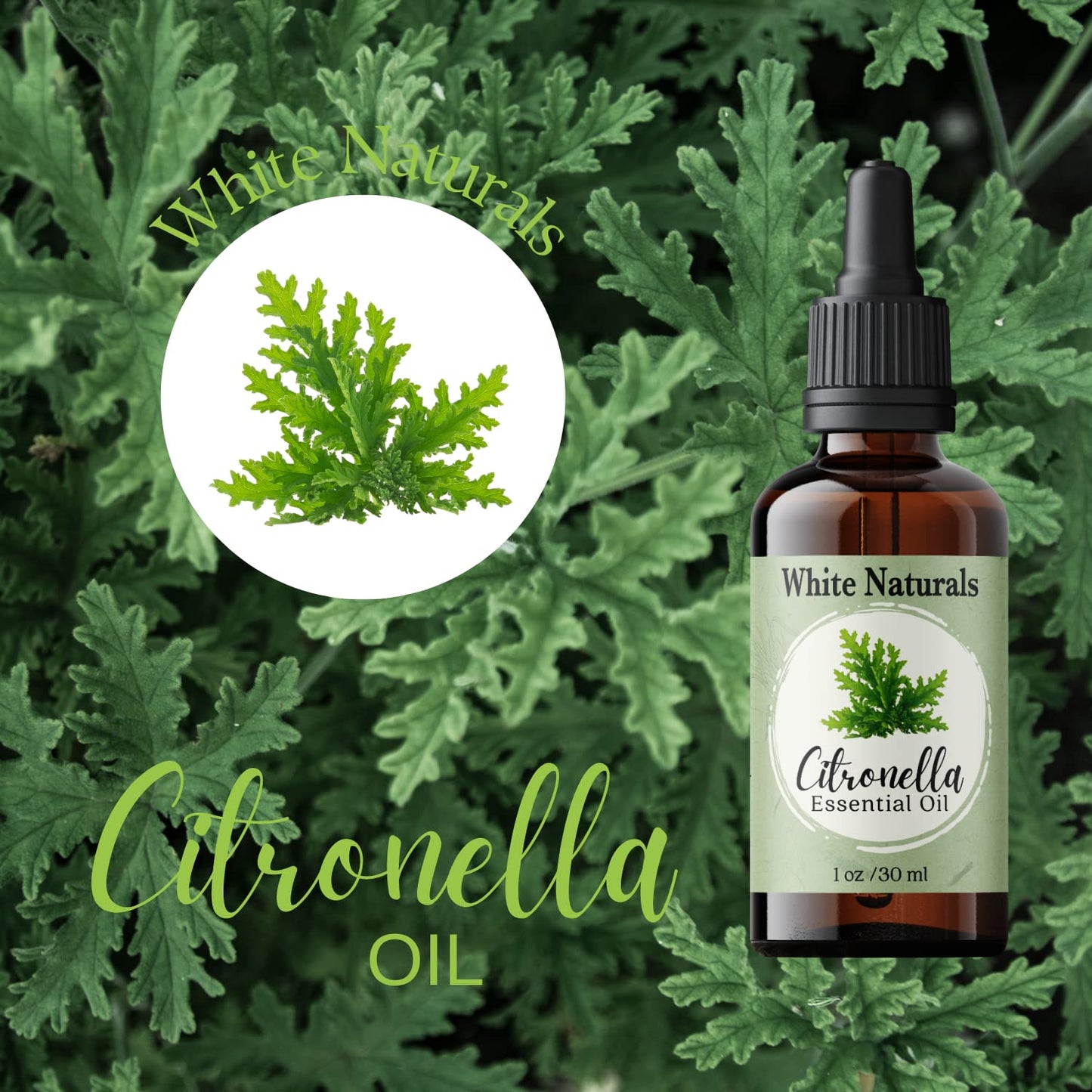 Citronella Essential Oil - Pure & Natural, Premium Grade for Aromatherapy