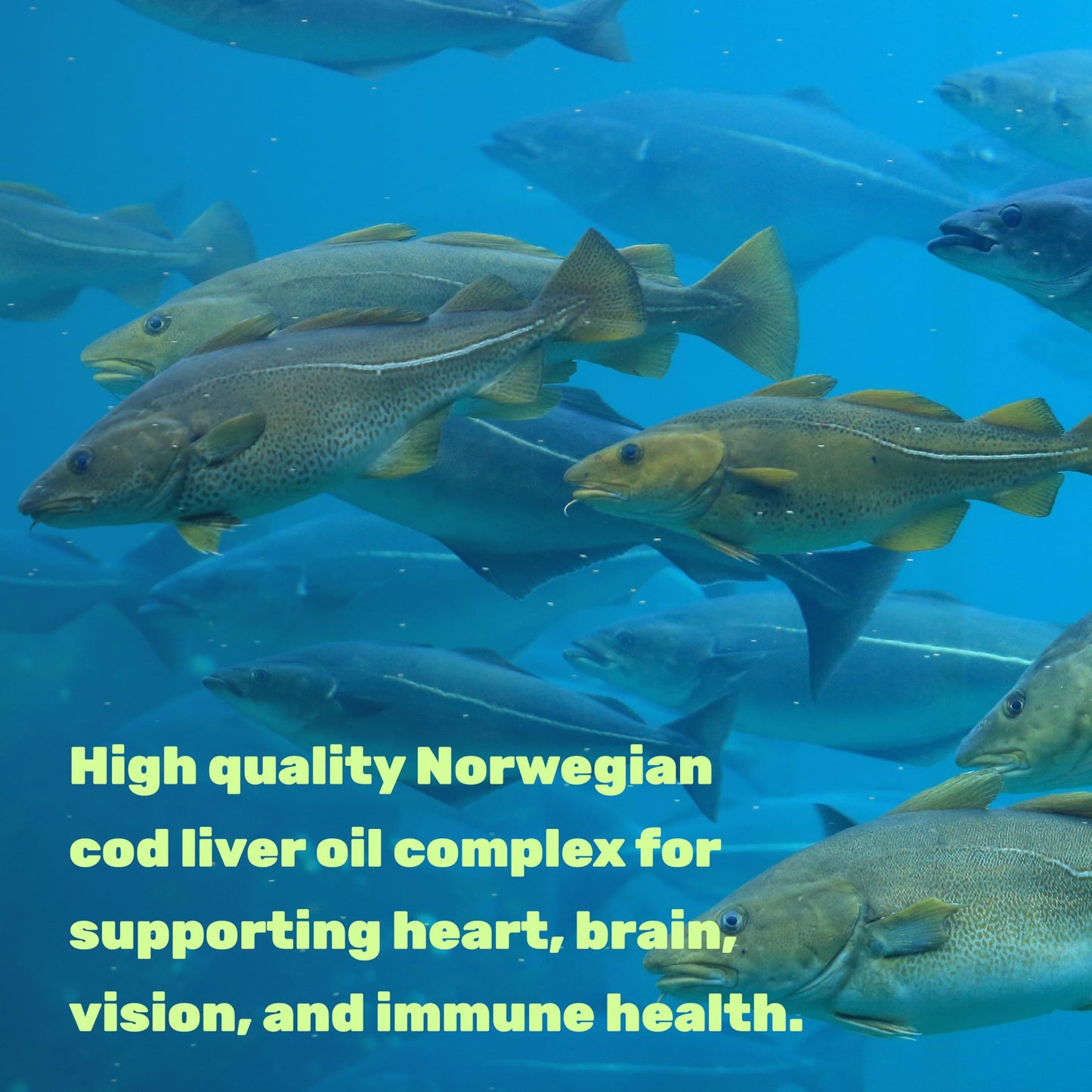 Wild Caught Cod Liver Oil 2,000mg | 240 Softgels | Burpless Lemon Flavor