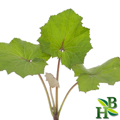 Coltsfoot Leaf C/S (Cut & Sifted) – Tussilago farfara, Wildcrafted 4oz | Herb To Body