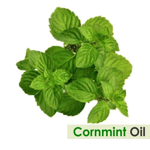 Cornmint Oil (Mentha arvensis) - Natural Pure Undiluted Essential Oil 15ml (.50 fl oz)