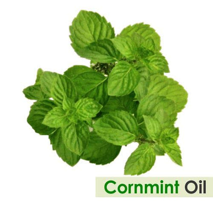 Cornmint Oil (Mentha arvensis) - Natural Pure Undiluted Essential Oil 15ml (.50 fl oz)