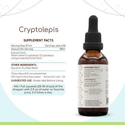 HerbEra Cryptolepis B60 Alcohol-Free Tincture – Wildcrafted Cryptolepis Sanguinolenta, 2 oz