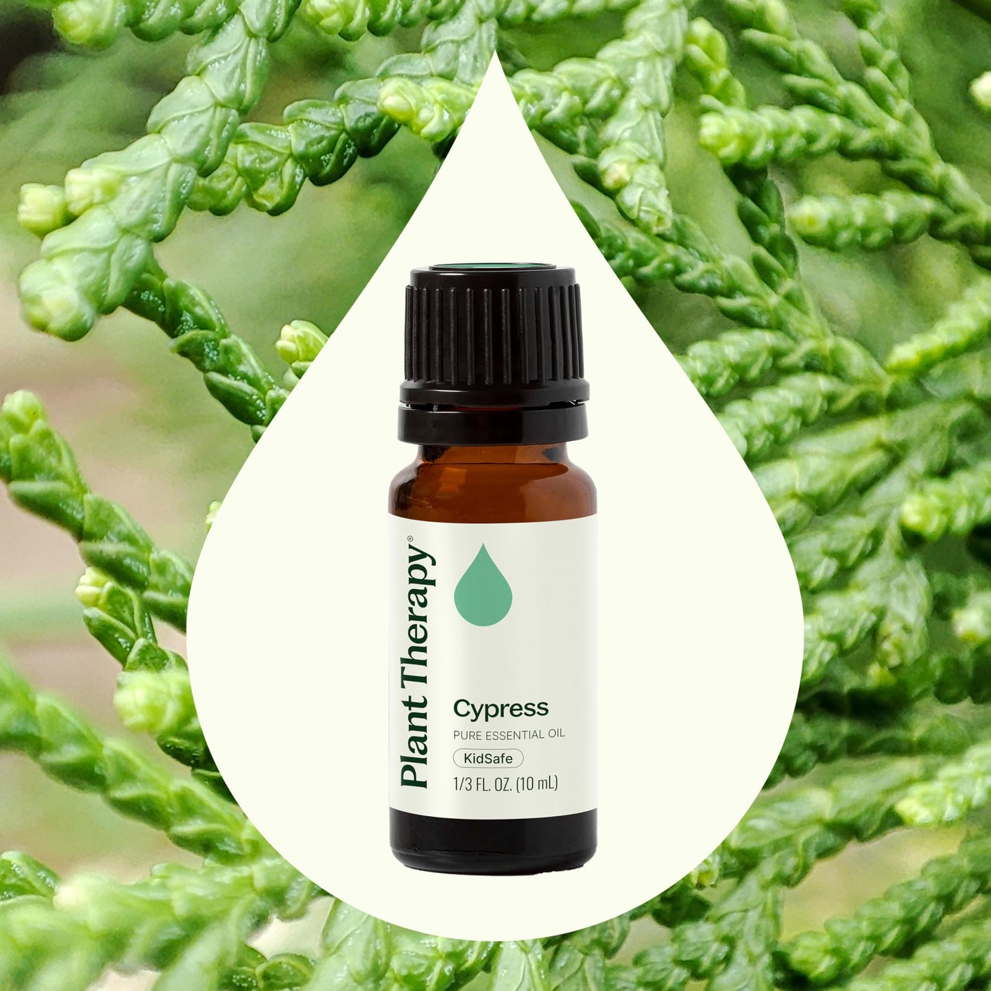 Plant Therapy Cypress Essential Oil – 100% Pure, Undiluted, 10 mL