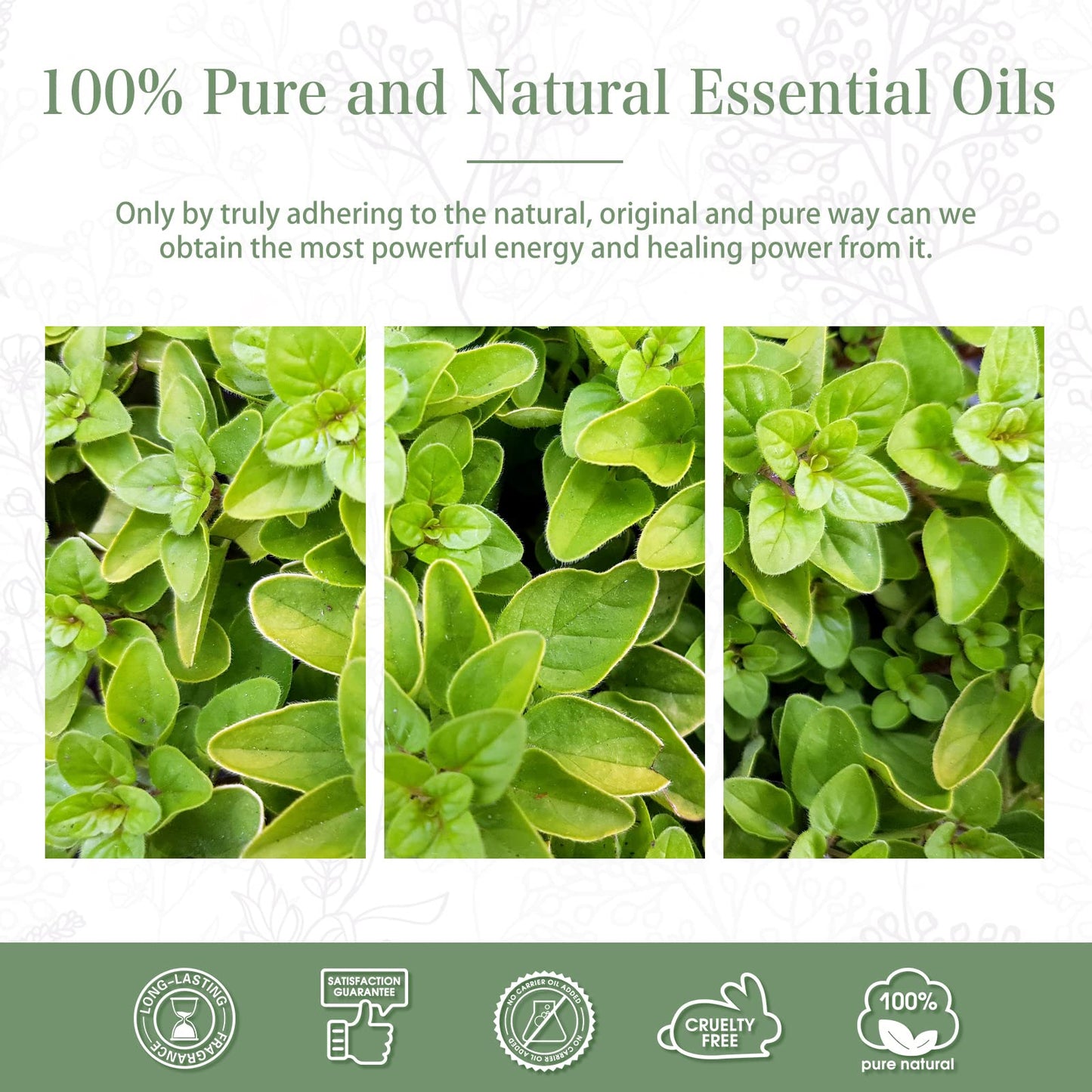 Oregano Essential Oil 100ml | PHATOIL Pure Aromatherapy Oil for Diffusers, Humidifiers, Candles & Soap
