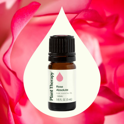 Rose Absolute Essential Oil 5 mL – Plant Therapy | 100% Pure