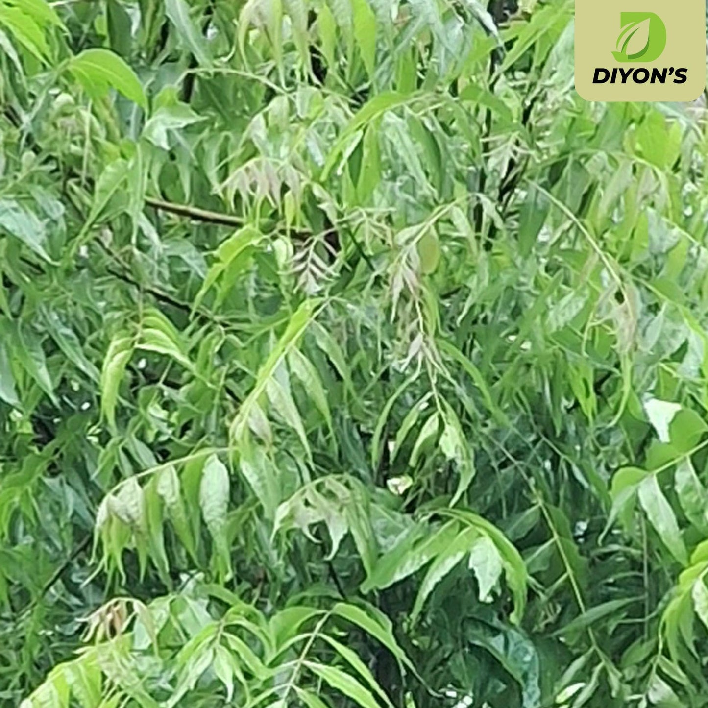 Diyon's Dried Neem Leaves - 0.3 oz/10 g, 100% Natural, Sri Lanka