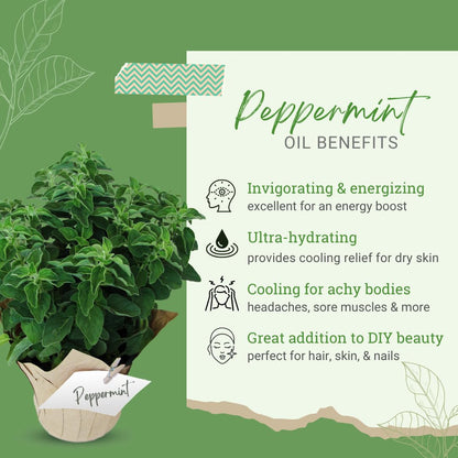 Peppermint Essential Oil 8 oz – Pure Mentha Piperita | GreenHealth
