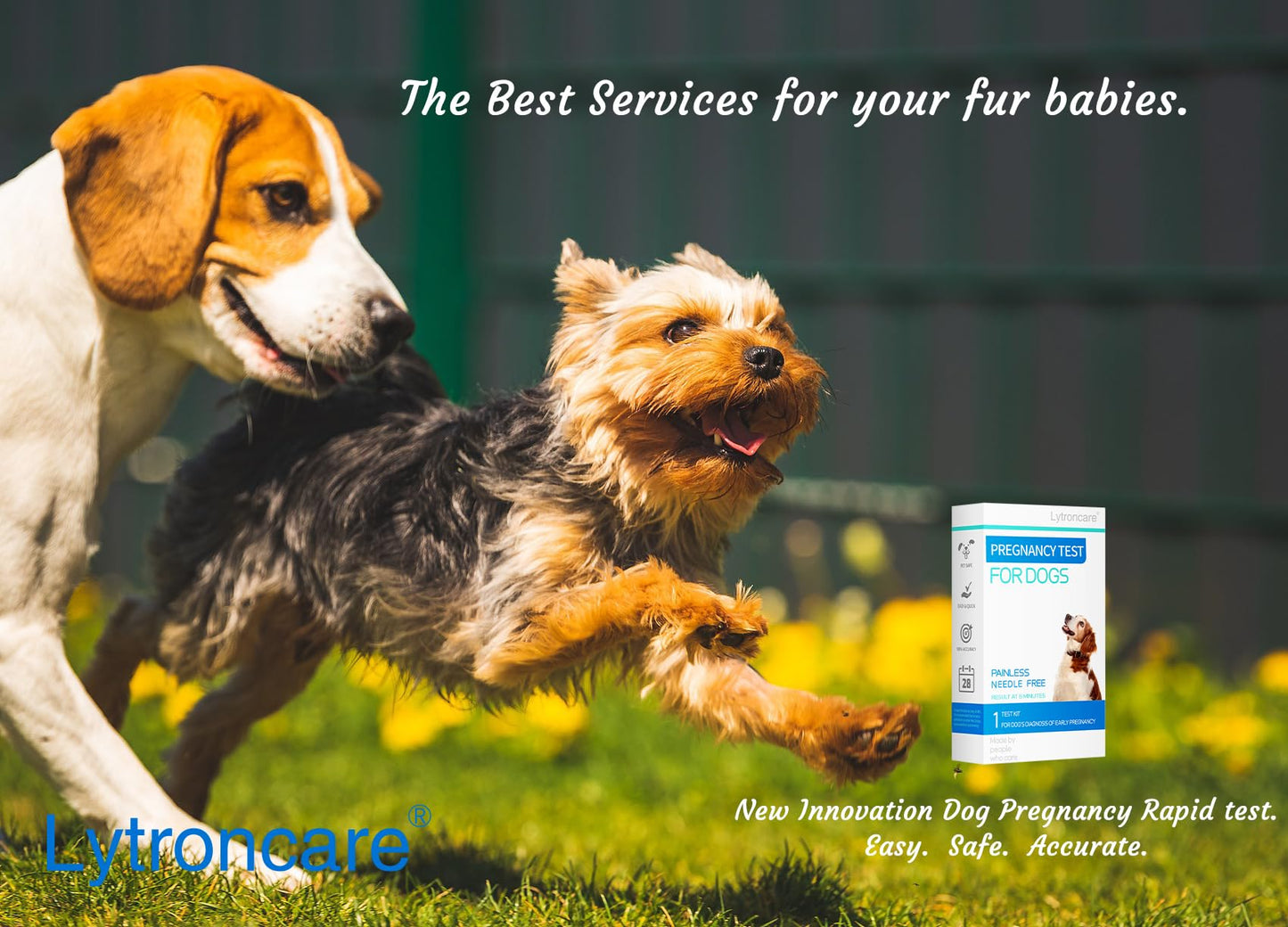 Dog Pregnancy Test Kit at Home - No Blood Draw, 5-Min Results, 98% Reliable