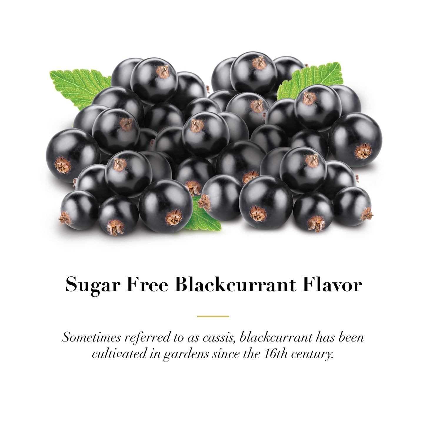 Dr. Doolittle’s Sugar Free Pastilles – Blackcurrant for Voice & Throat | Travel Size 4 Count, 6 Pack