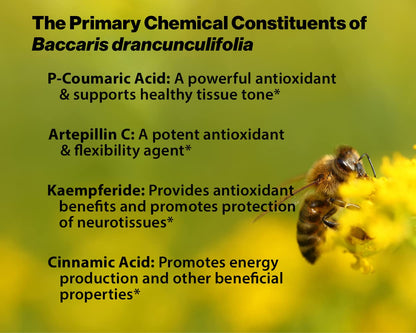 Dr. Ohhira's Propolis Plus 30 Capsules – Brazilian Green Propolis Immune Support