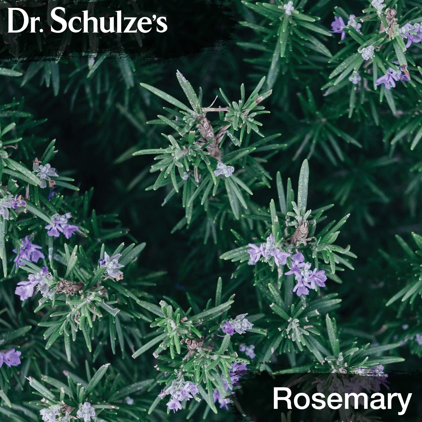 Dr. Schulze's Brain Formula 2 oz - Vegan & Wild-Harvested | Mental Focus
